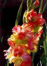 Цветочный горосокоп