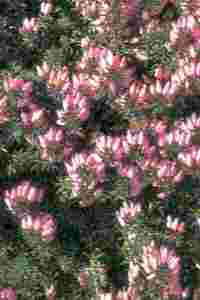 Цветочный горосокоп